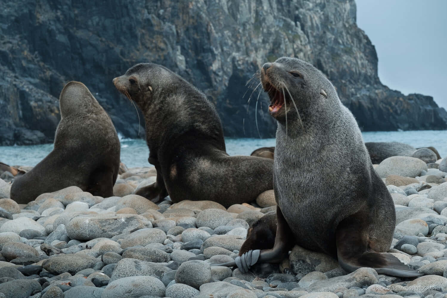 Southern Fur Seals Roaringon Shoreline Wallpaper