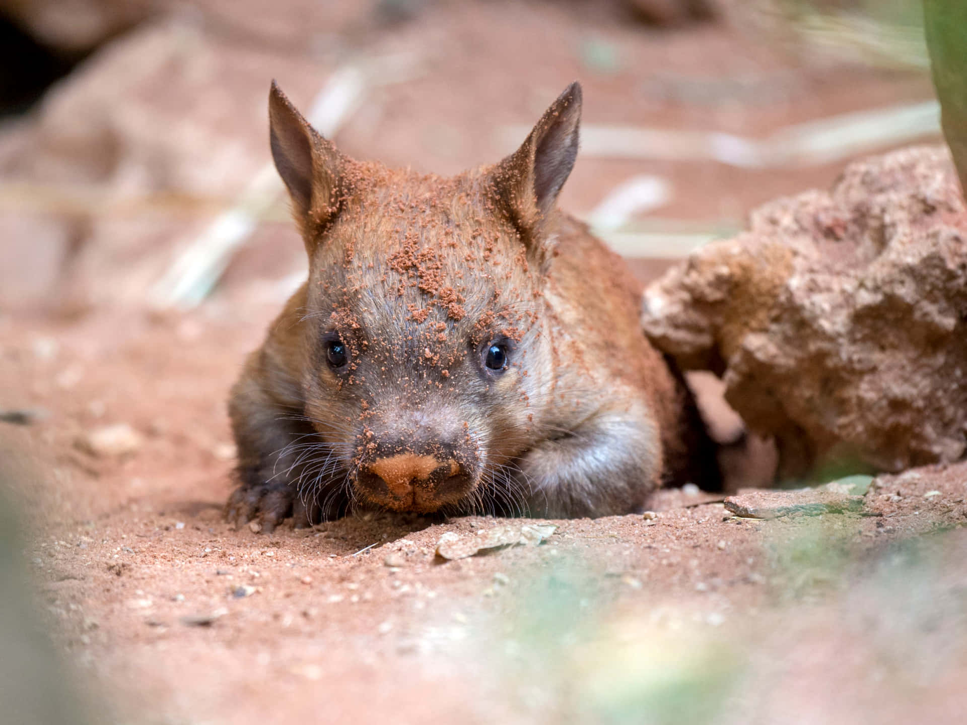 Southern Hairy Nosed Wombat Adelaide Zoo Wallpaper