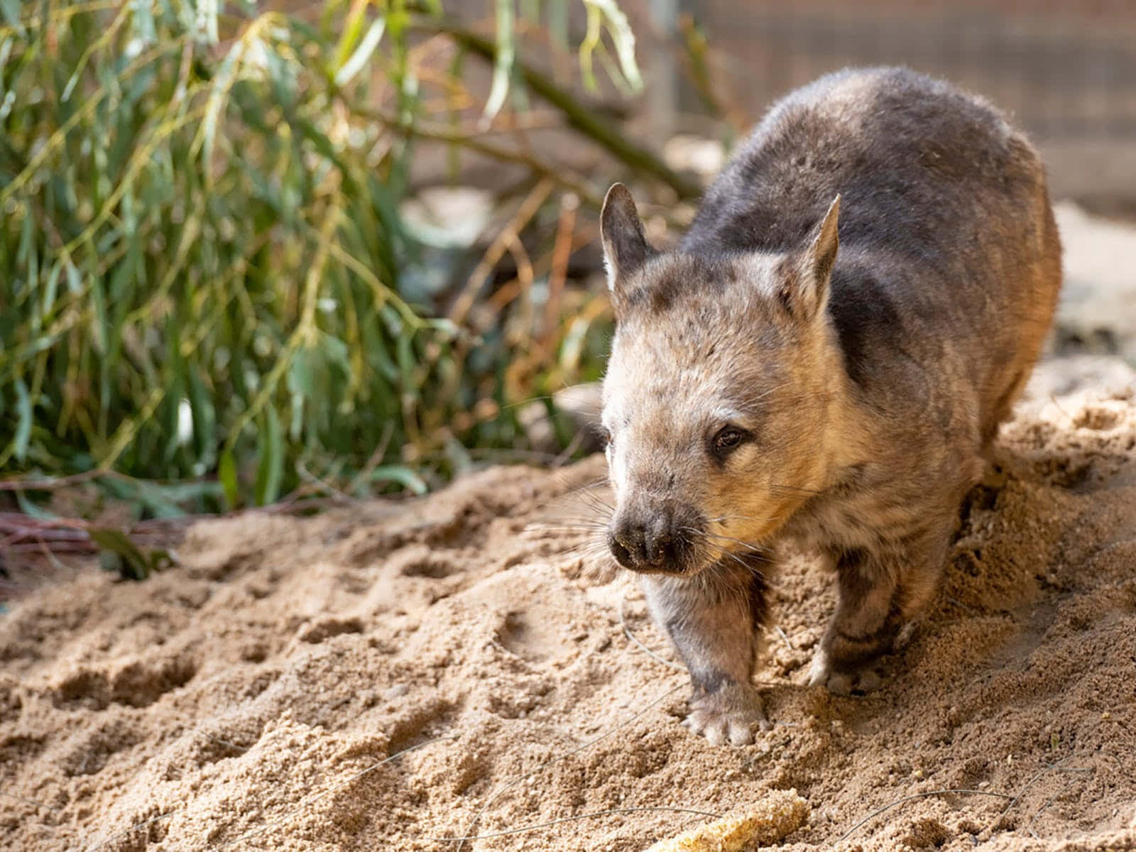 Southern_ Hairynosed_ Wombat_ Melbourne_ Zoo.jpg Wallpaper