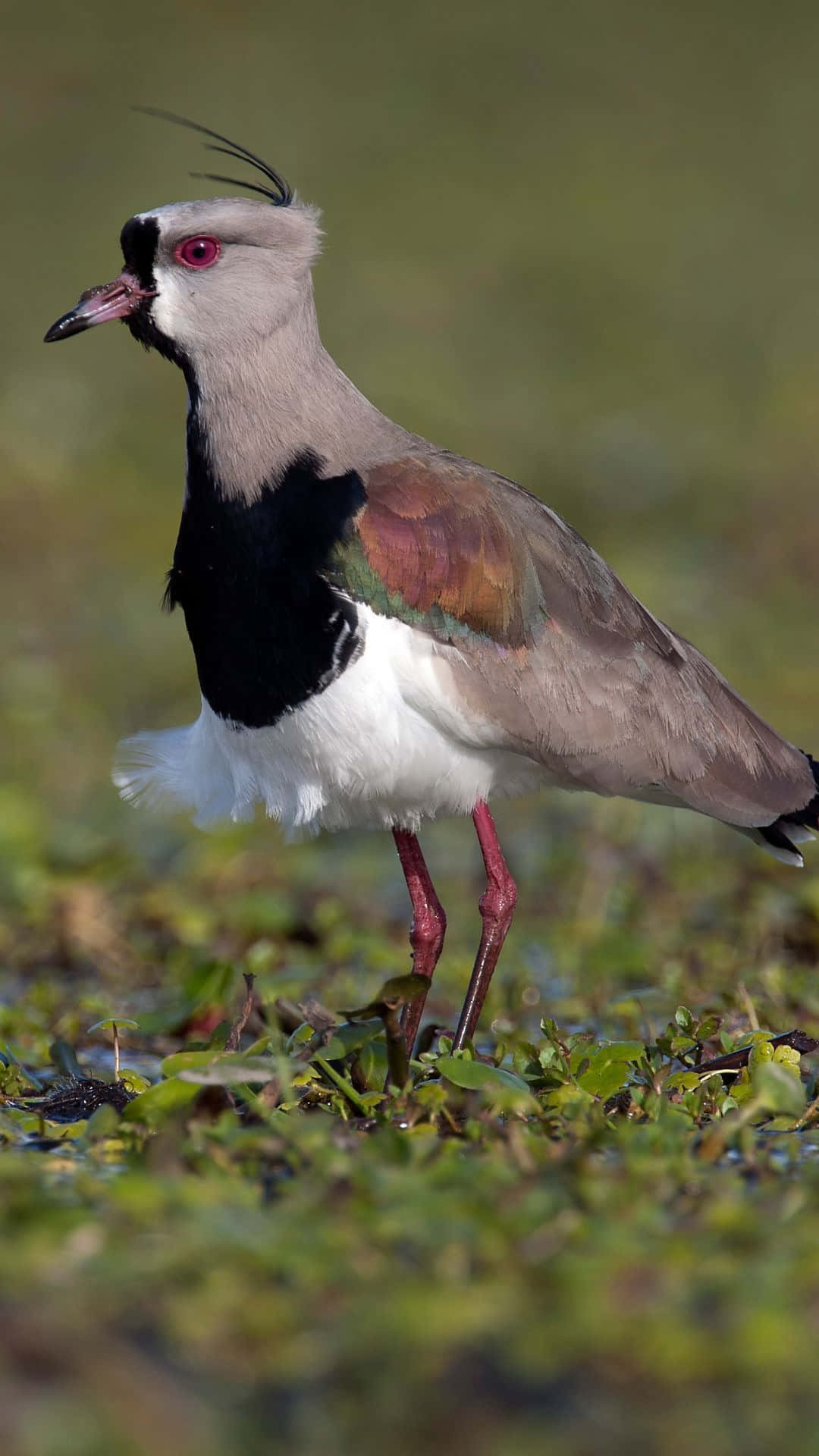 Southern Lapwing Standing Tall Wallpaper
