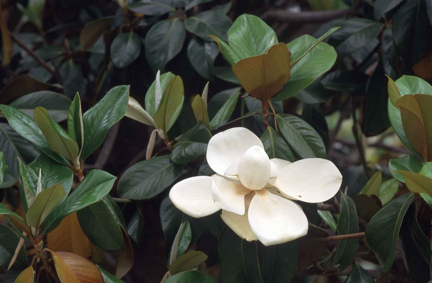 Southern Magnolia Flower White Petals Wallpaper