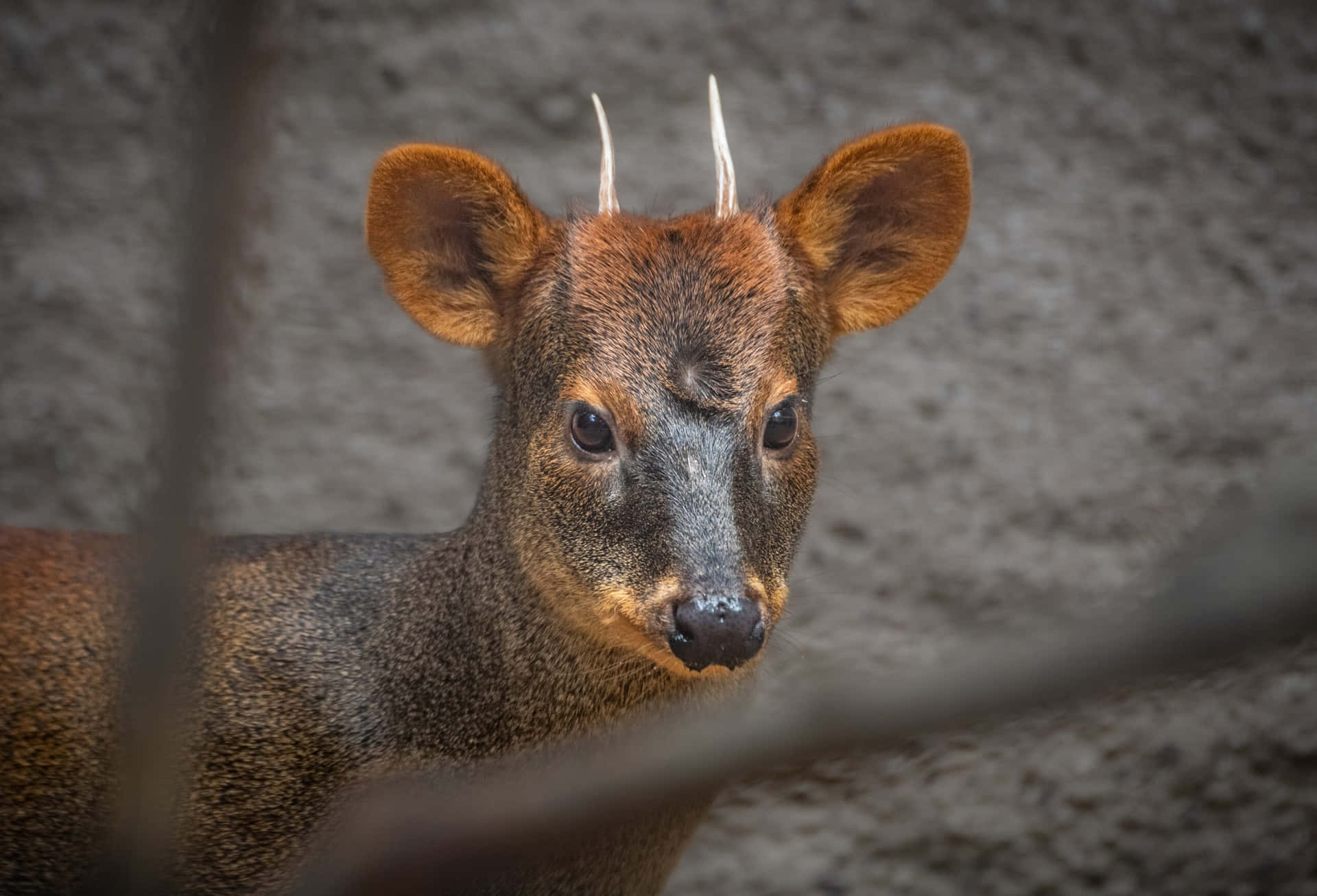 Southern Pudu Behind Fence.jpg Wallpaper