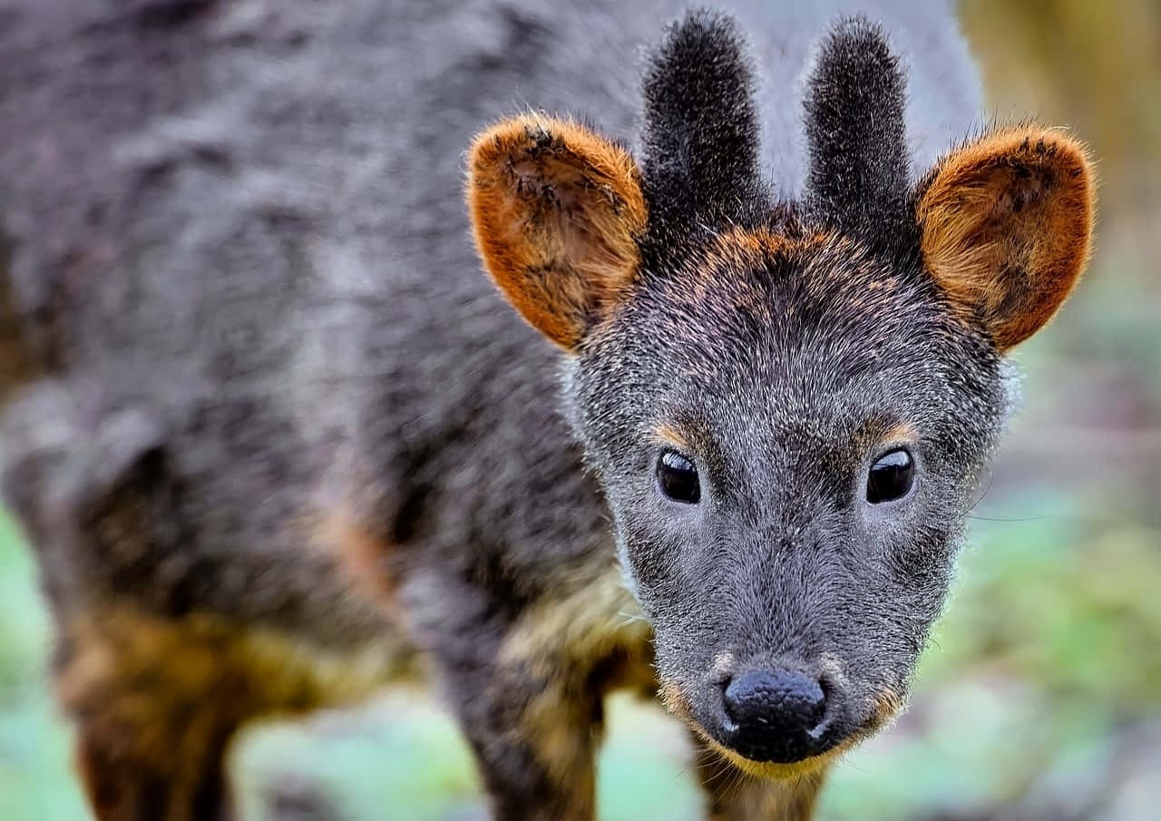 Sørlig Pudu Nærbilde Portrett Bakgrunnsbildet