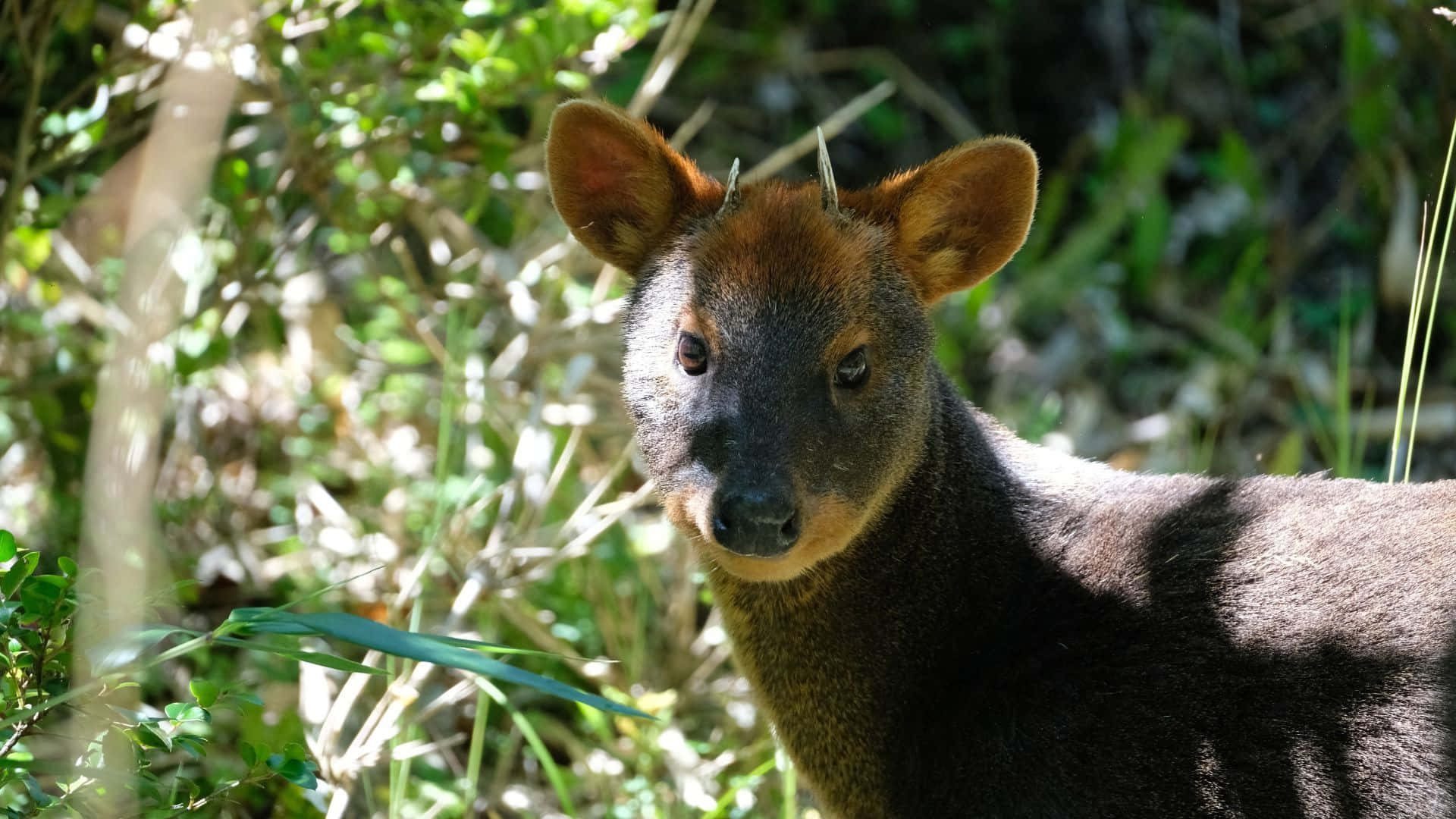 Sørlig Pudu I Naturlig Habitat Bakgrunnsbildet