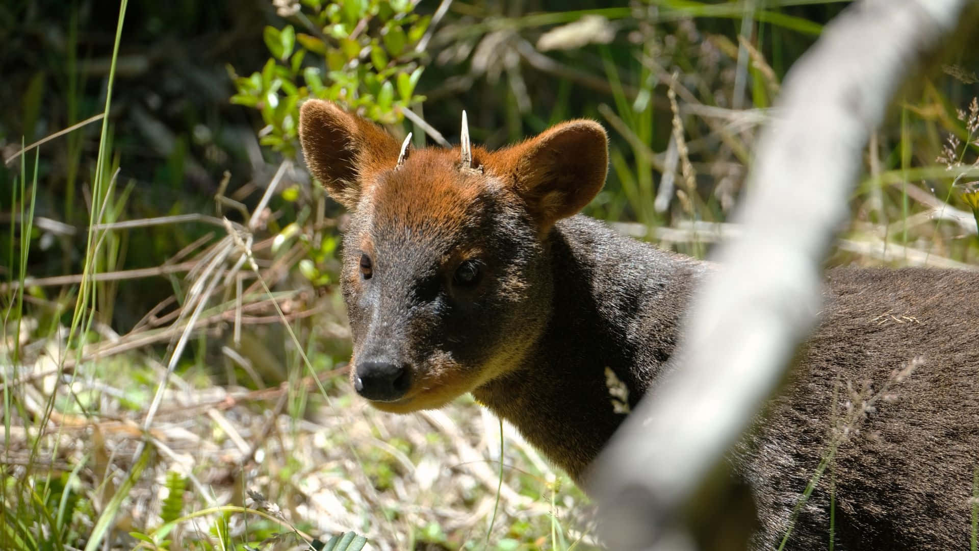 Zuidelijke Pudu In Natuurlijke Habitat.jpg Achtergrond