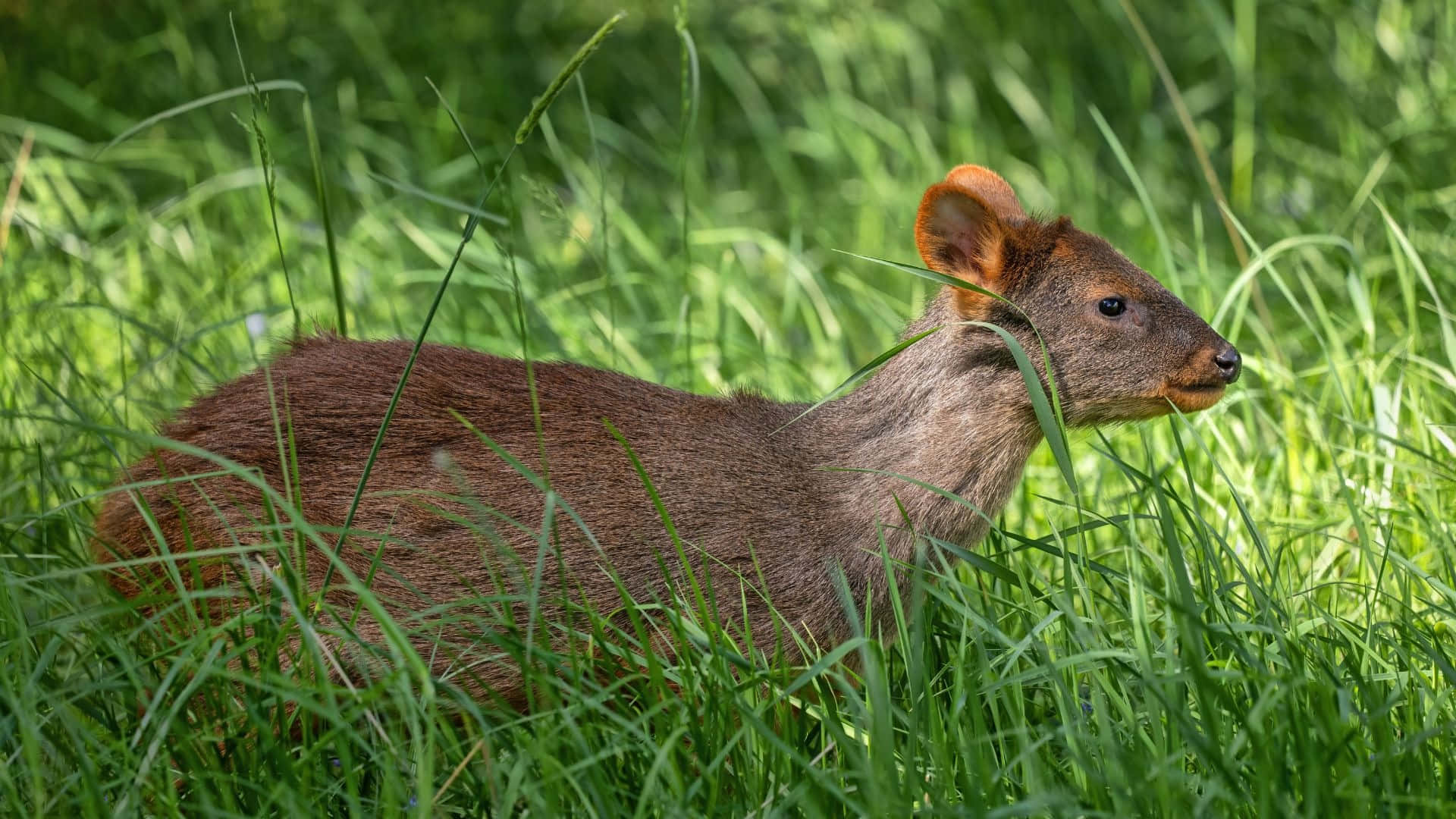 Zuidelijke Pudu In Hoog Gras.jpg Achtergrond