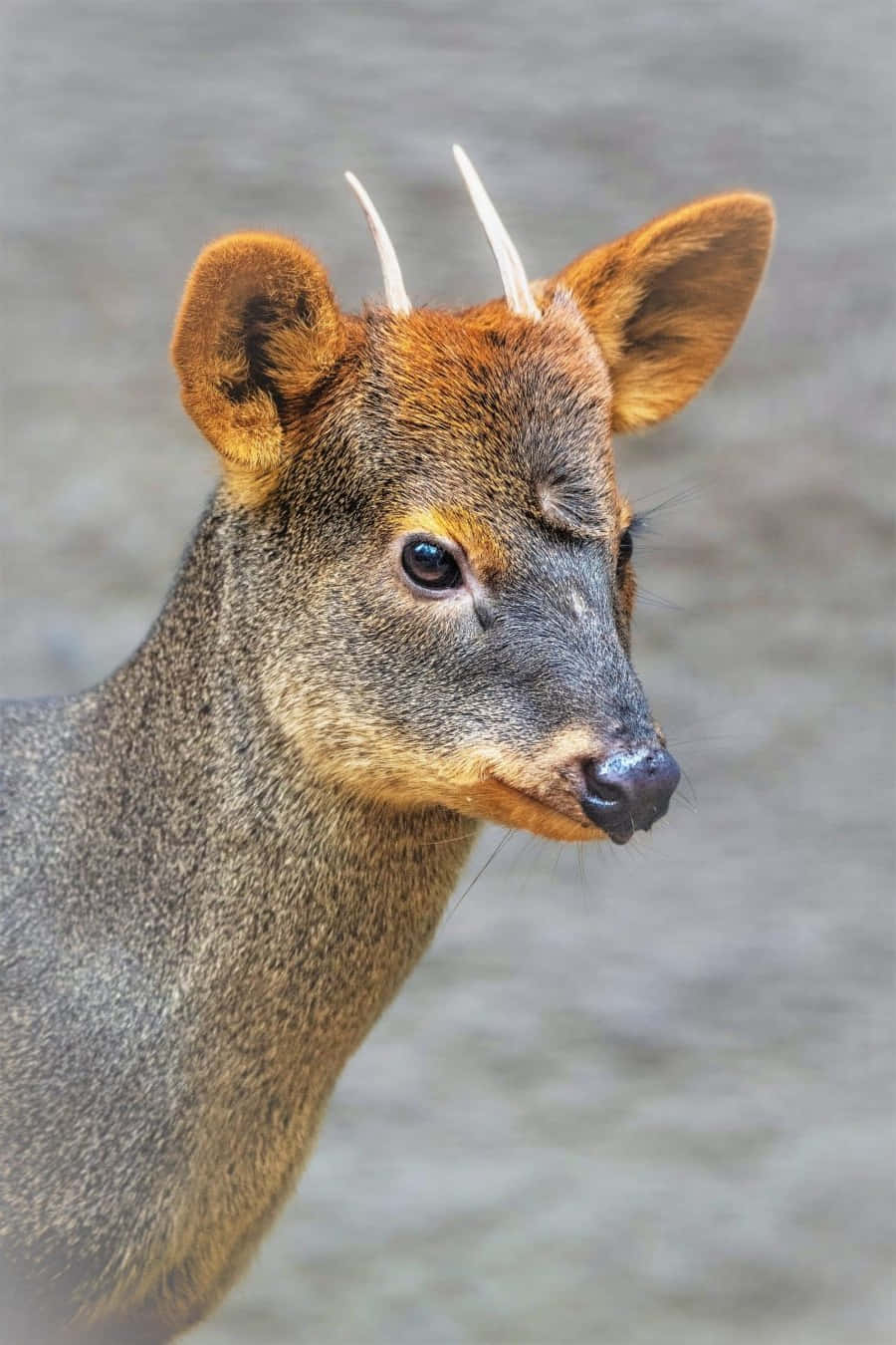 Zuidelijke Pudu Portret Achtergrond