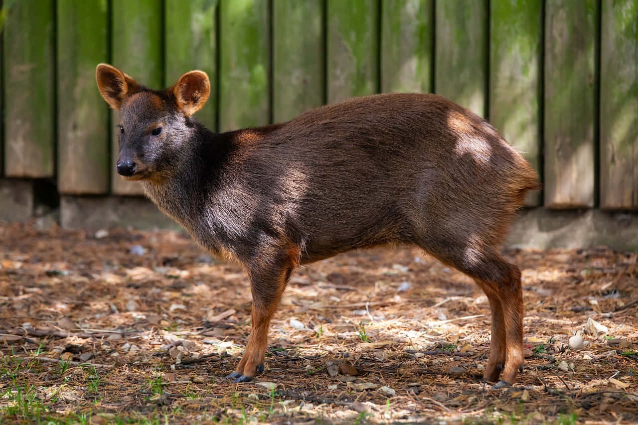 Sørlig Pudu Stående Nær Gjerde.jpg Bakgrunnsbildet