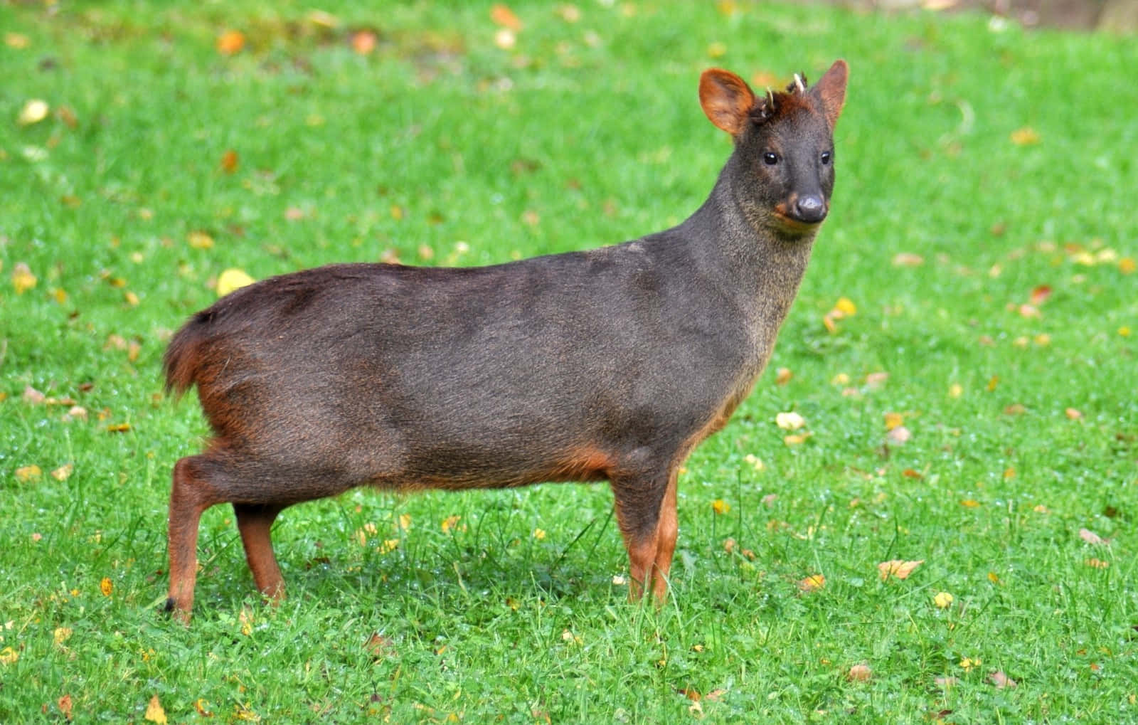 Zuidelijke Pudu In Grasveld Achtergrond