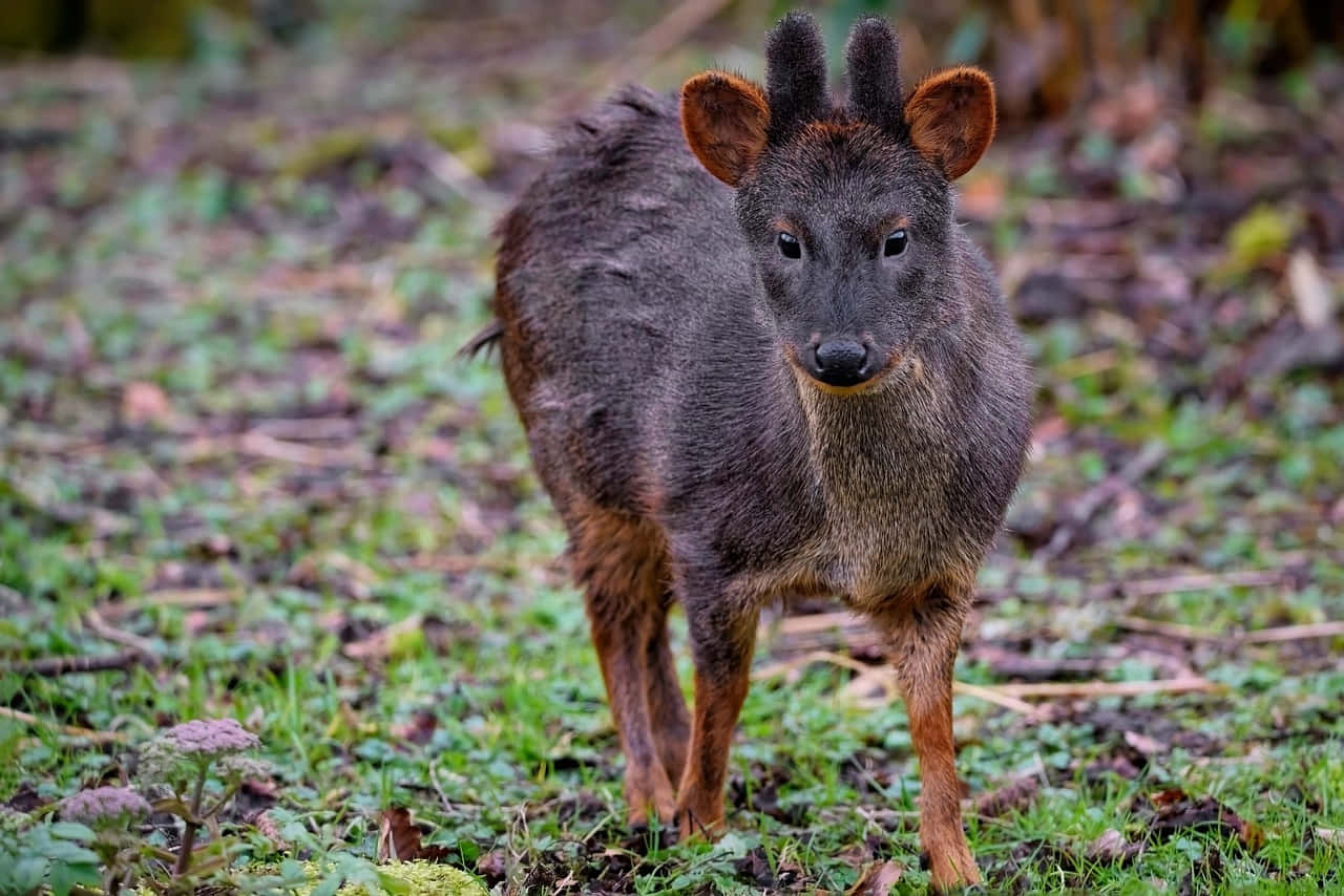 Zuidelijke Pudu In Natuurlijke Habitat Achtergrond