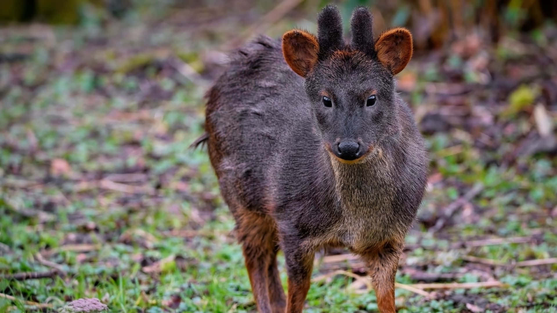 Zuidelijke Pudu In Natuurlijke Habitat.jpg Achtergrond