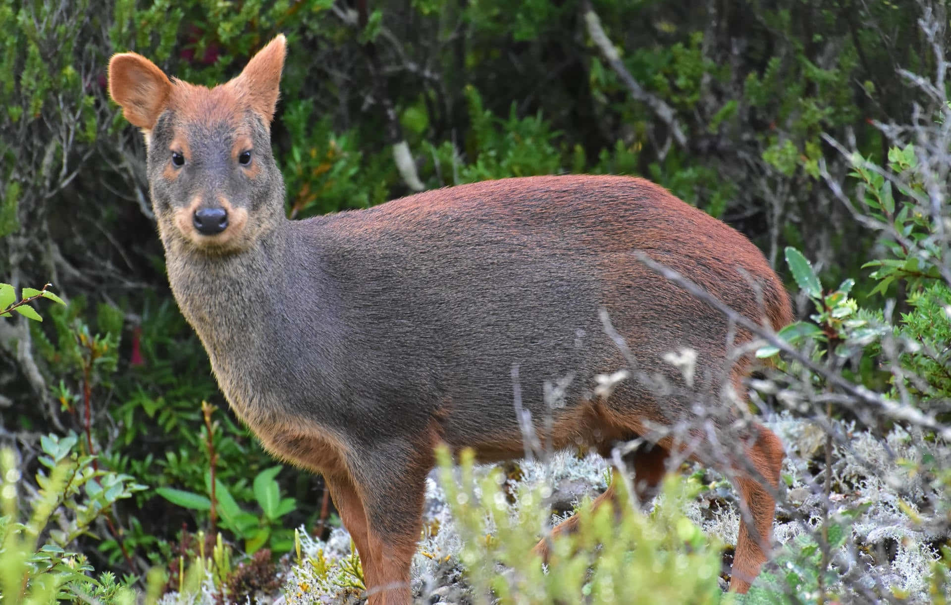 Zuidelijke Pudu In Natuurlijke Habitat Achtergrond