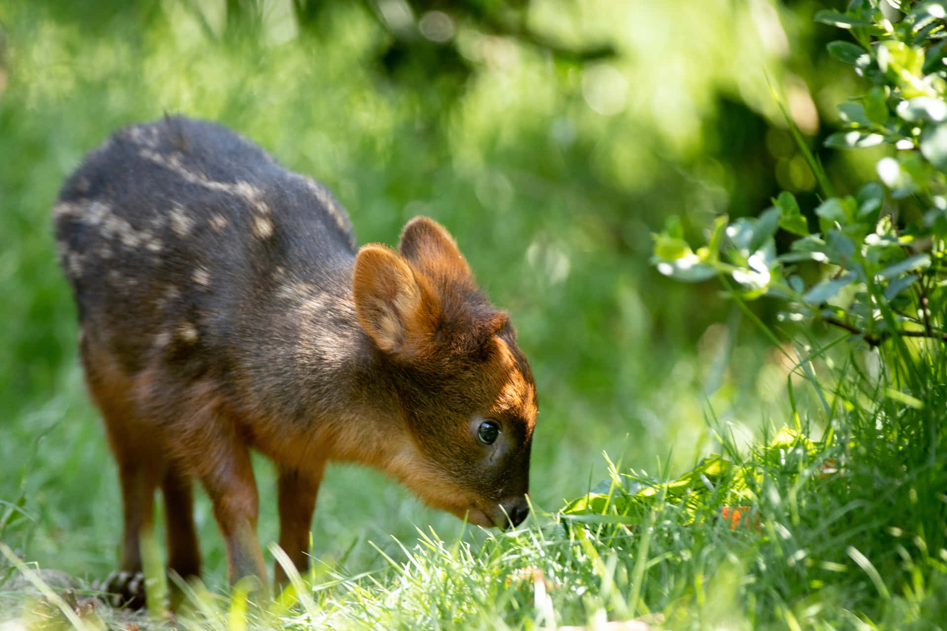 Sørlig Pudu I Natur.jpg Bakgrunnsbildet