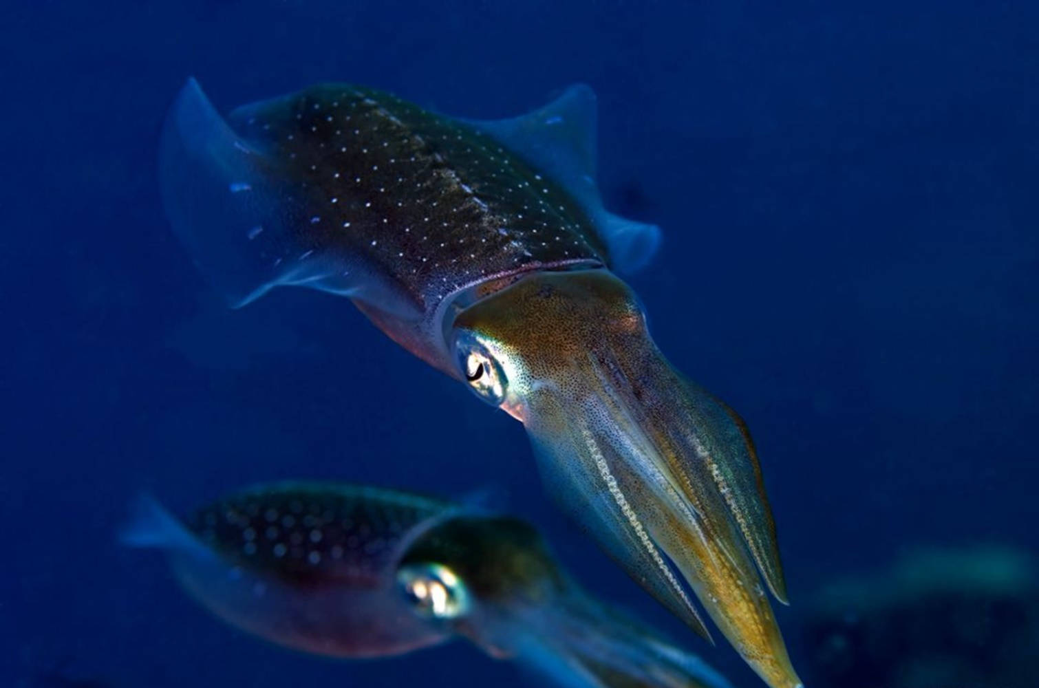 Southern Pygmy Calamari Picture