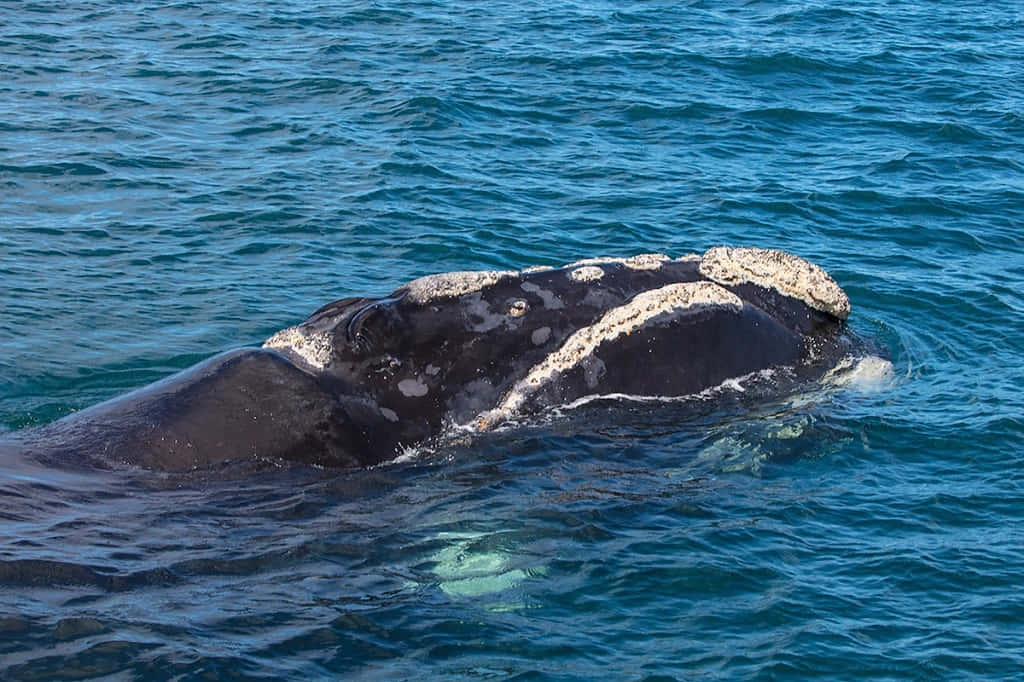 Southern Right Whale Surfacing Wallpaper