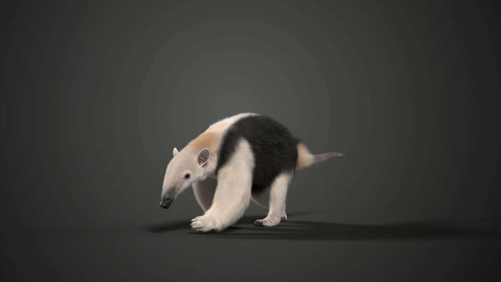 Profil De Tamandua Du Sud Fond d'écran