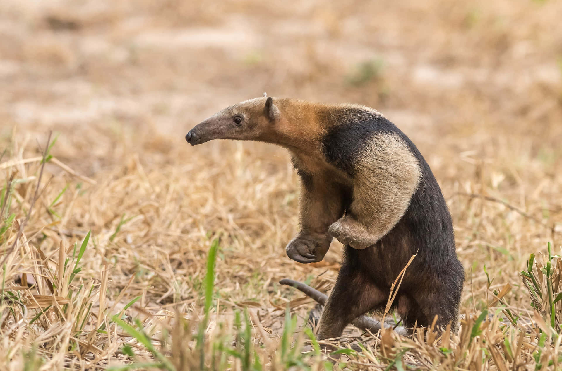 Tamandua Du Sud Dans La Prairie.jpg Fond d'écran