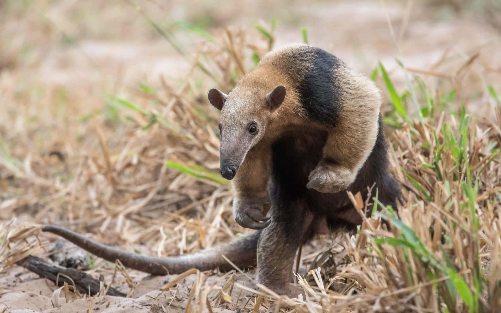 Southern Tamandua I Naturlig Habitat.jpg Bakgrunnsbildet