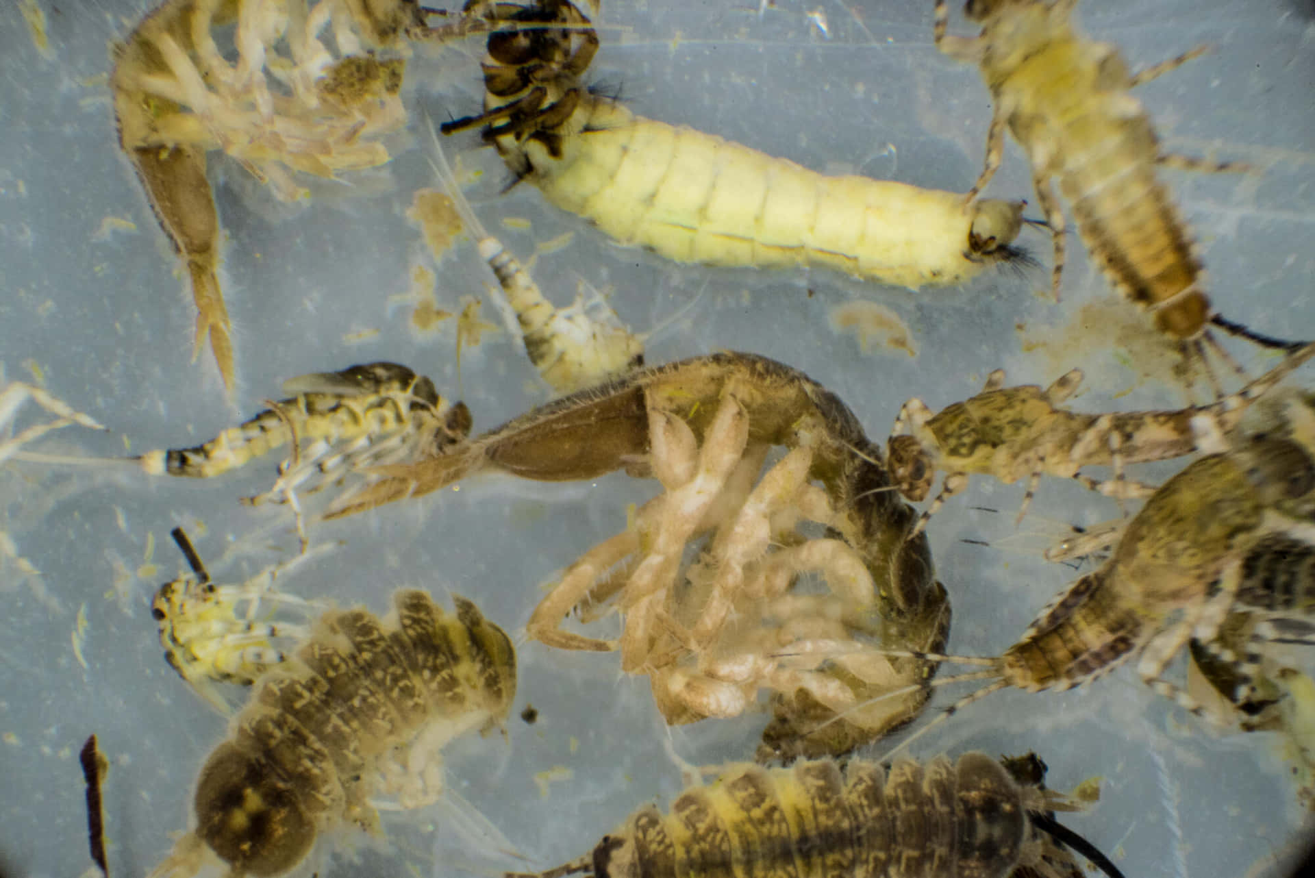 Sowbugs Underwater Closeup Wallpaper