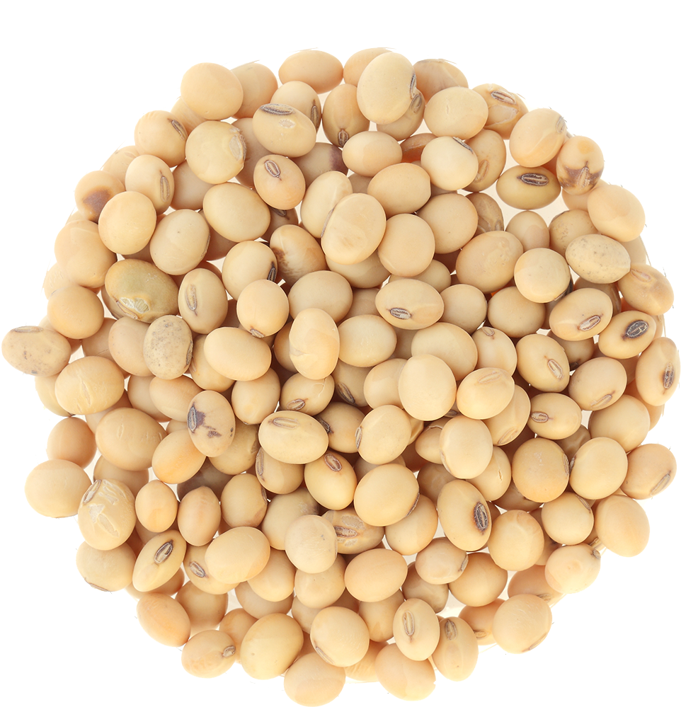 Soybean Cluster Isolated Background PNG