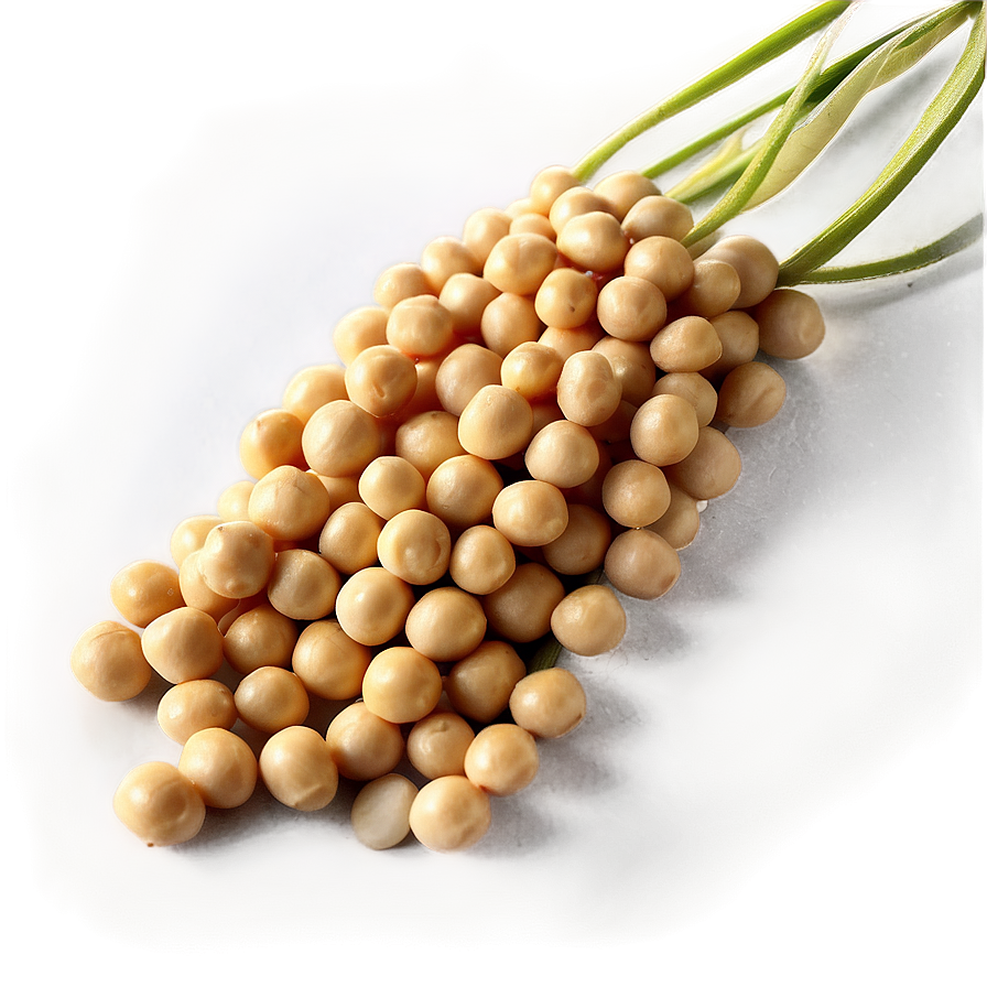 Soybean Culinary Uses Png 79 PNG