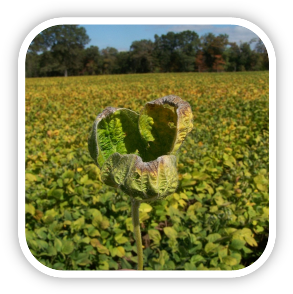 Soybean Fieldwith Curling Leaf PNG