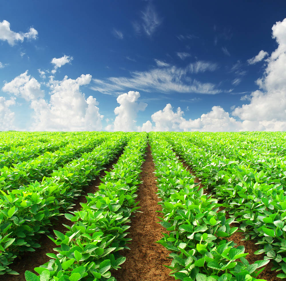 Soybean Plant Agriculture Wallpaper