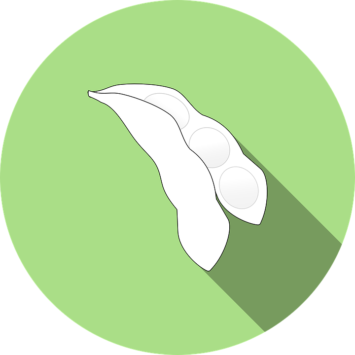 Soybean Pod Illustration PNG