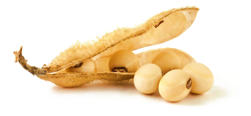 Soybean Podand Seeds PNG