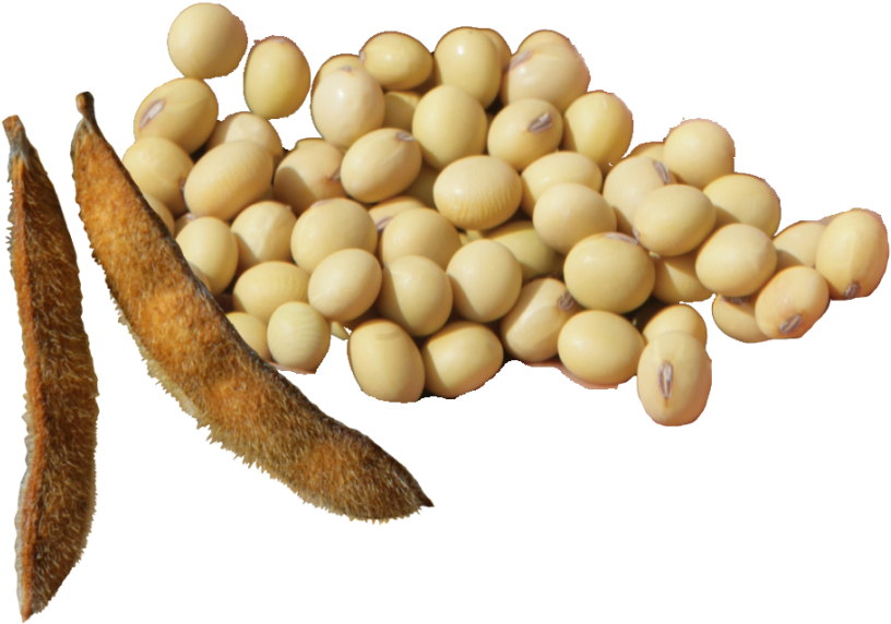 Soybeansand Podson Transparent Background PNG