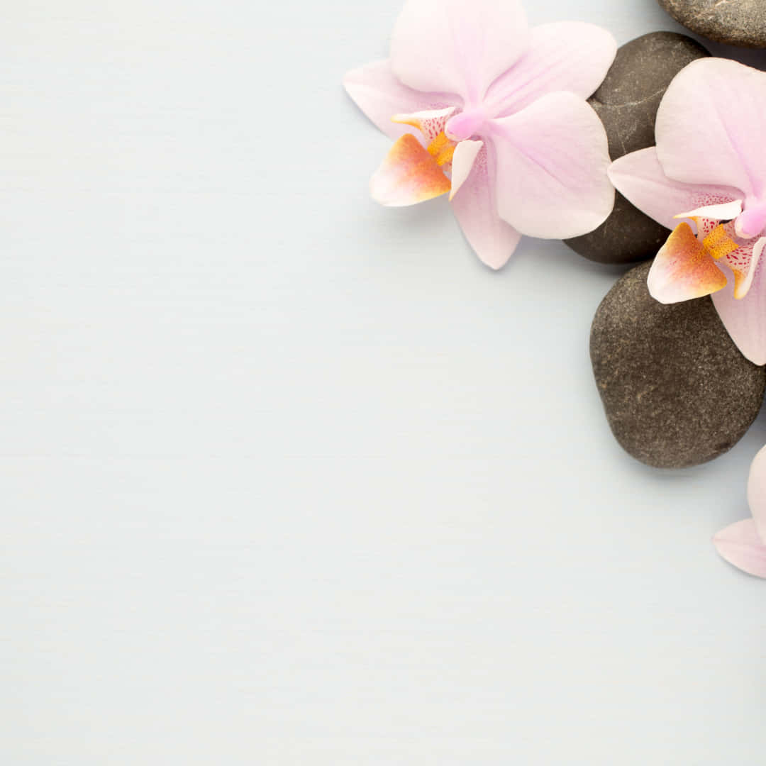 Hintergrundbildzartrosa Orchideen Mit Dunklen Steinen