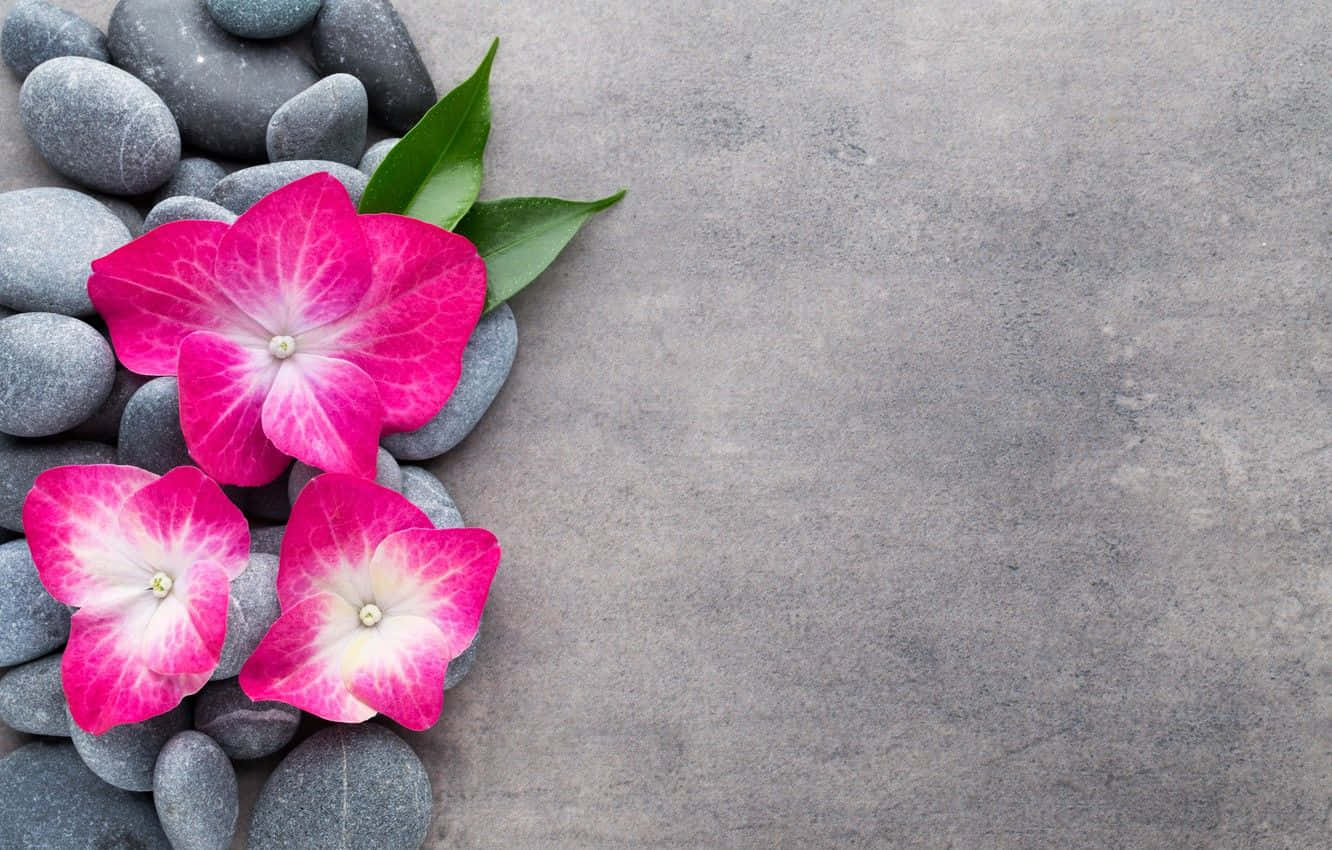 Spa Background Pink Flowers With Grey Stones