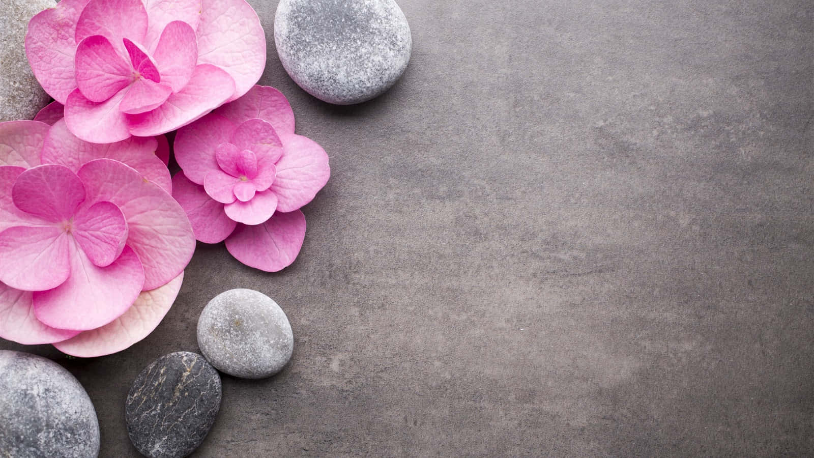 Spa Background Pink Flowers And Grey Stones