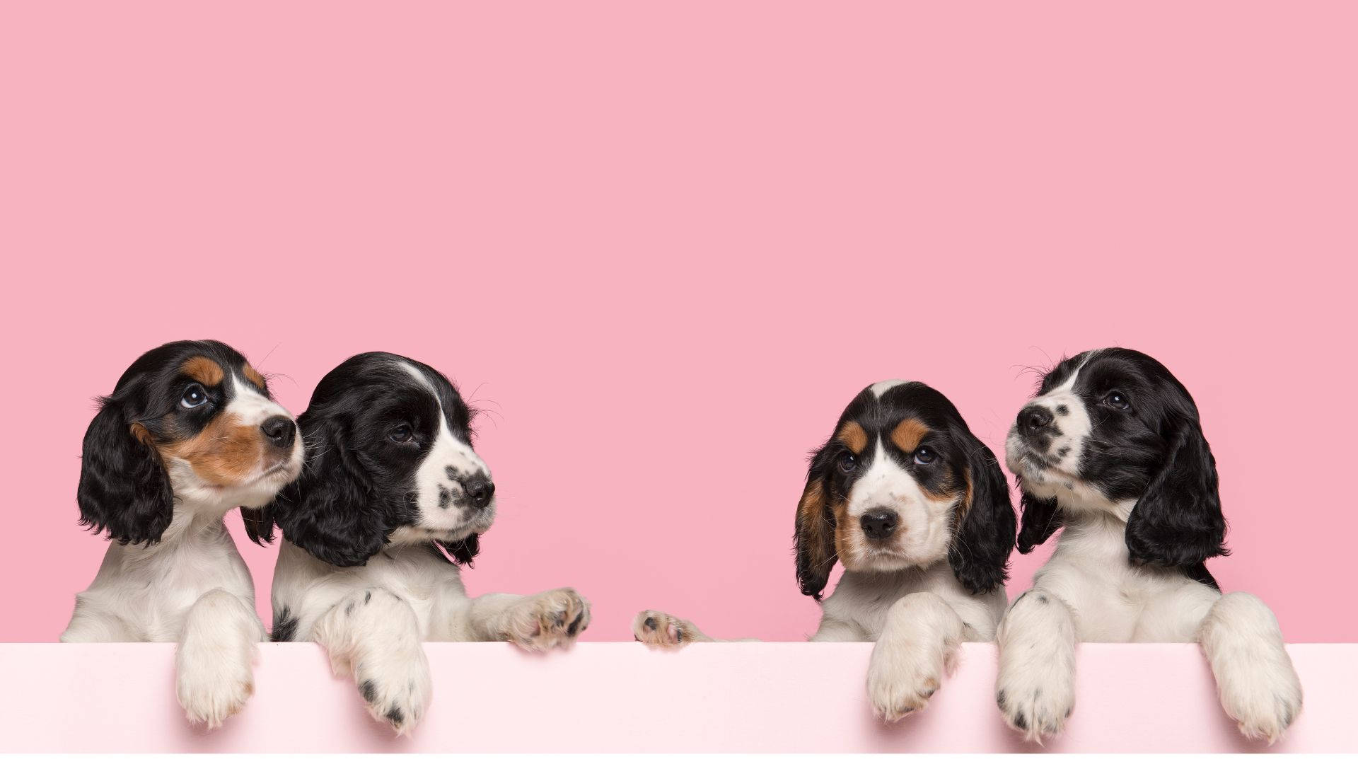 Spaniel Baby Dogs In Pink Room Wallpaper