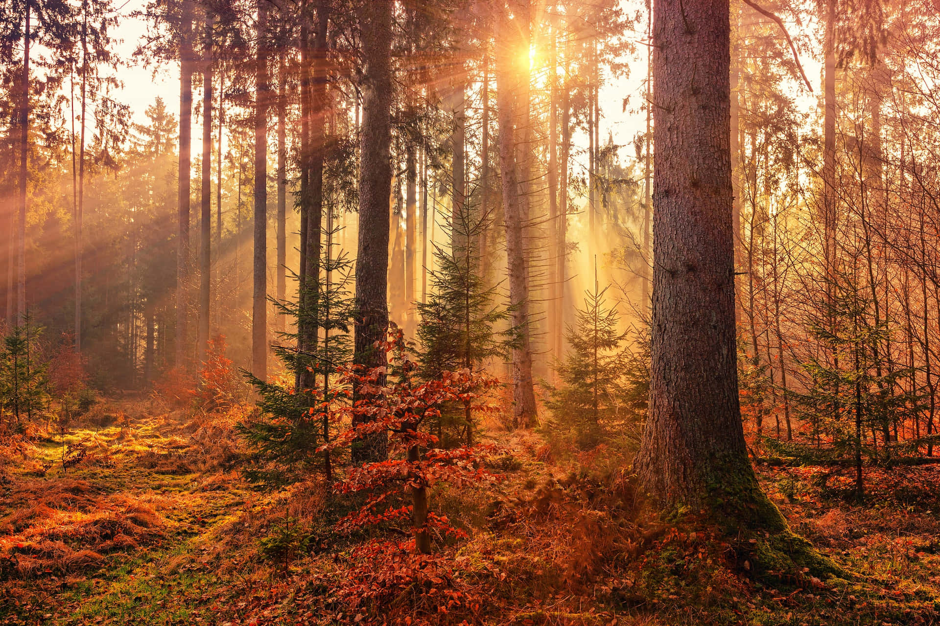 A Forest With Sunlight Shining Through Trees Wallpaper