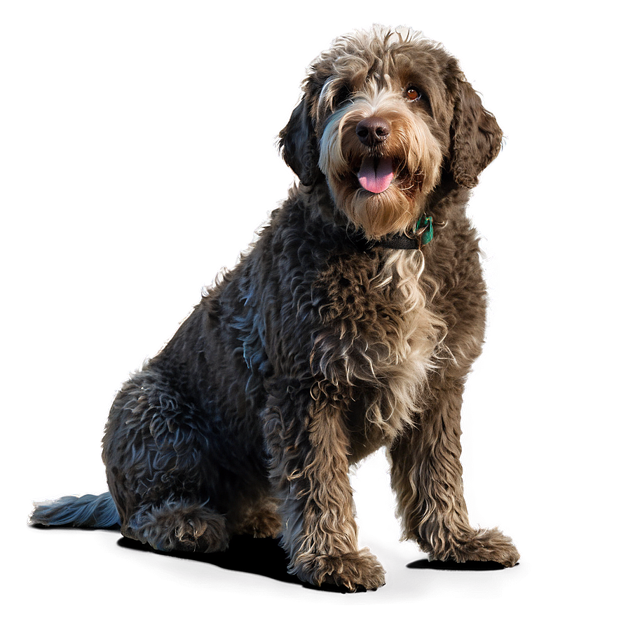 Spanish Water Dog Png 88 PNG