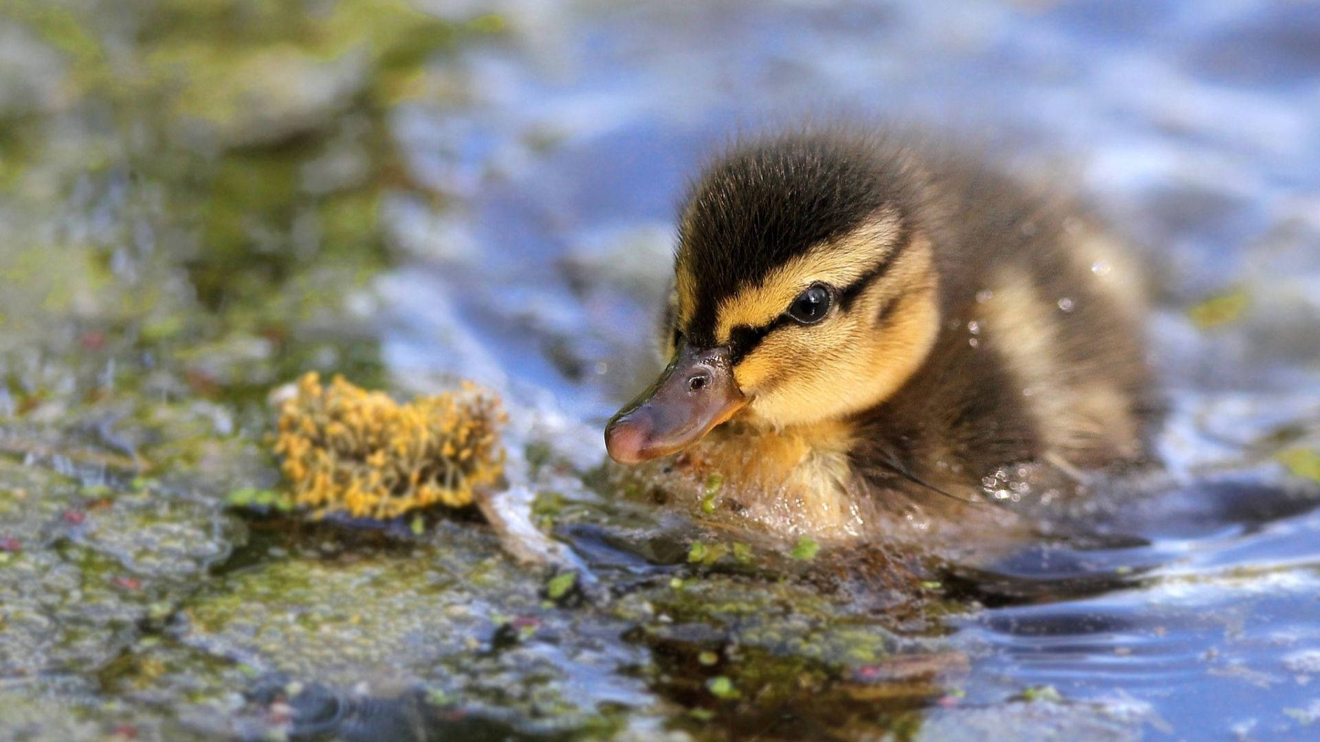 Scintillante Baby Duck Sfondo