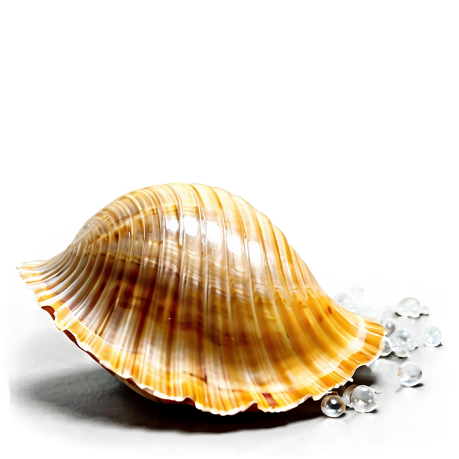 Sparkling Beach Shell Png 05212024 PNG