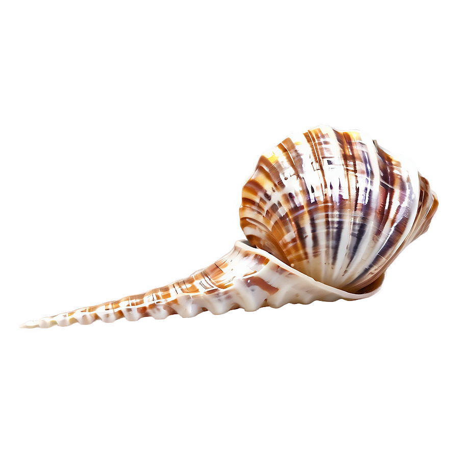 Sparkling Beach Shell Png 05212024 PNG