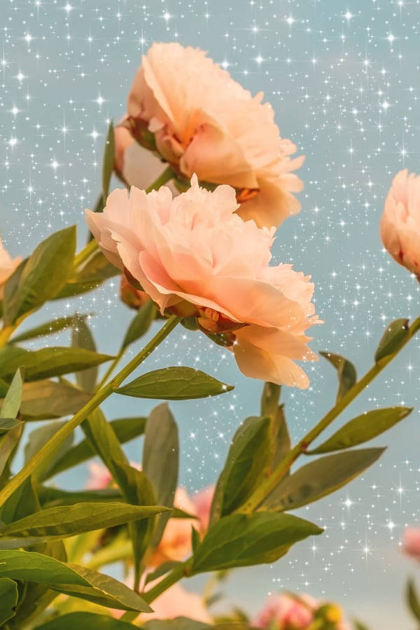 orange carnations tumblr