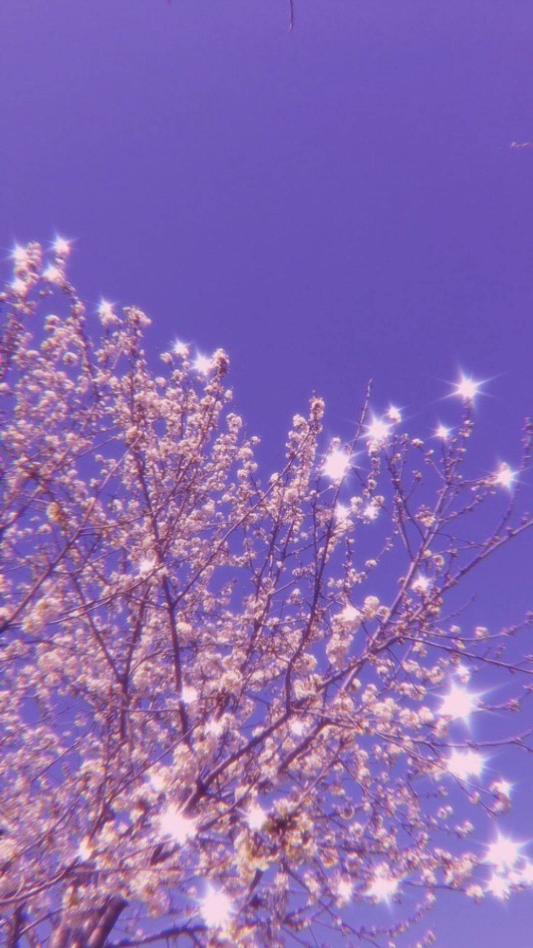 Sparkly Cherry Blossoms With Light Purple Sky