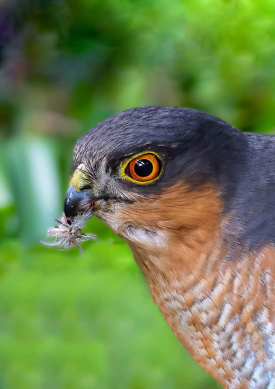 Image  An Angry Sparrow Hawk