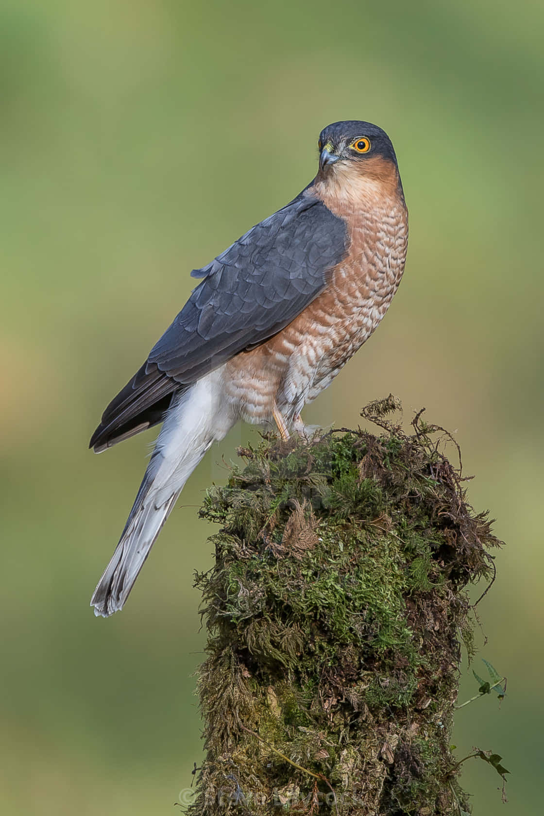 “The Majesty of the Sparrow Hawk”
