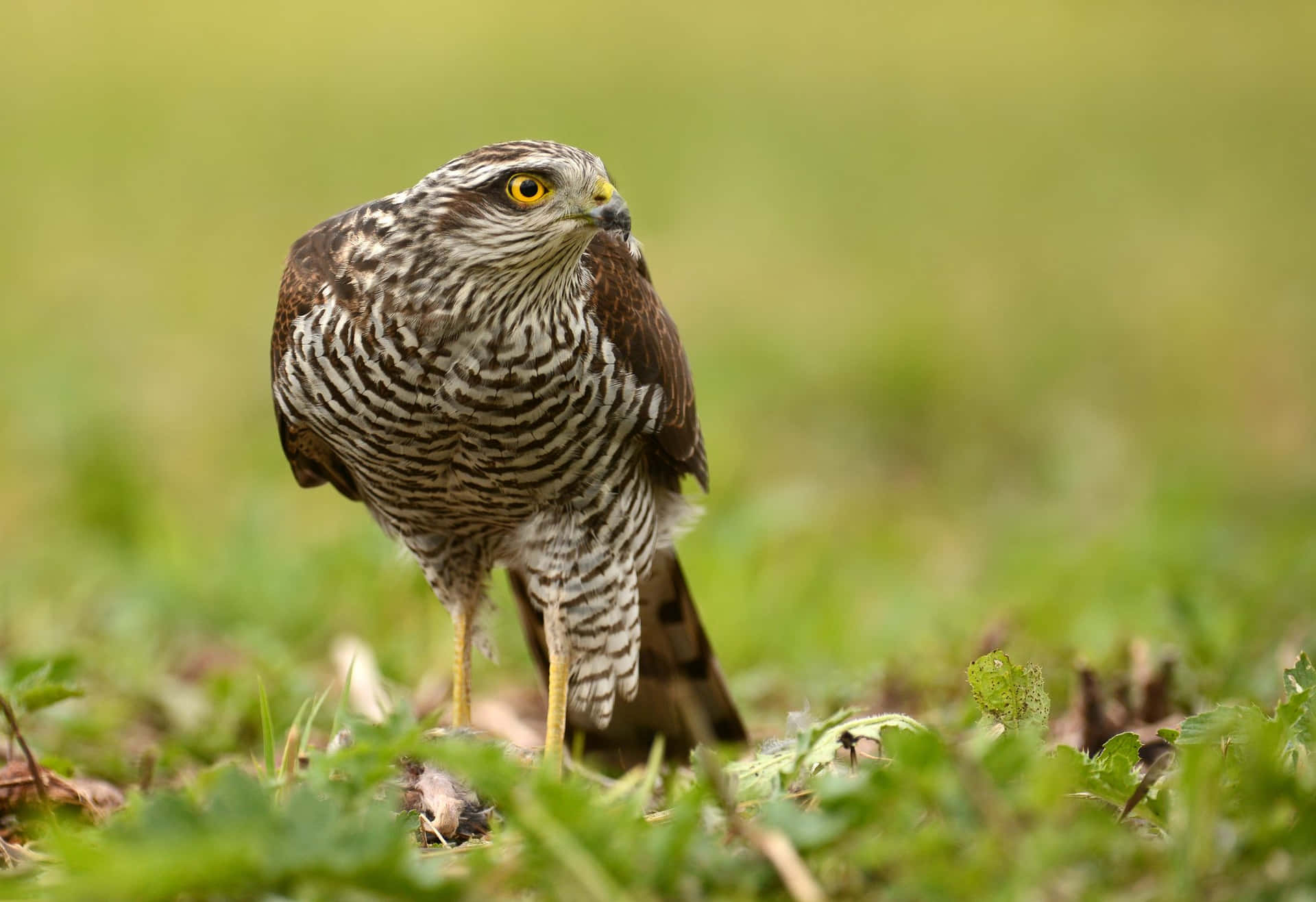 A Sharp-Eyed Sparrow Hawk on the Hunt