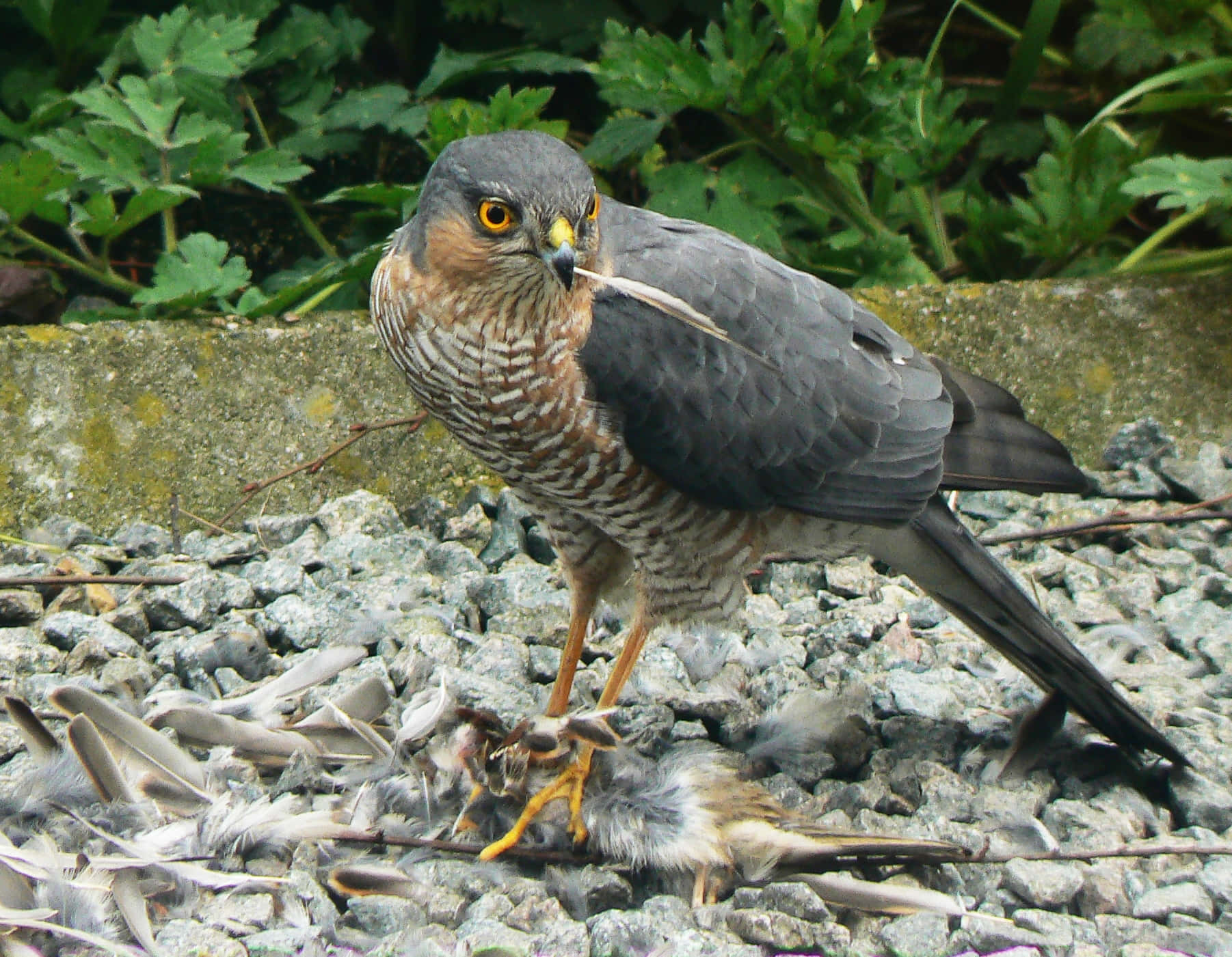 A dense forest populated with tall trees, the home of a majestic Sparrow Hawk
