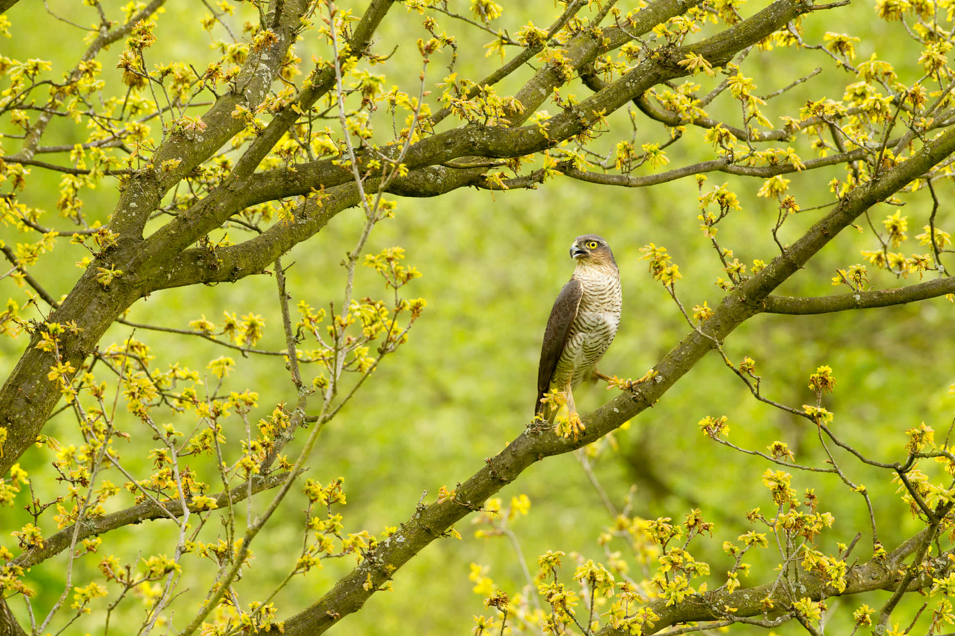 A Hawk Perched On A Branch With Yellow Flowers