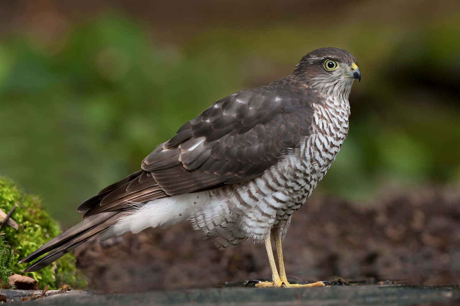 Close-up of a Sparrow Hawk perched on a branch
