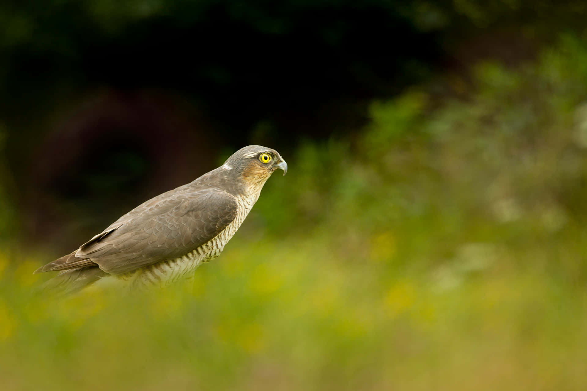 A Sparrow Hawk Soars Over a Vast Field