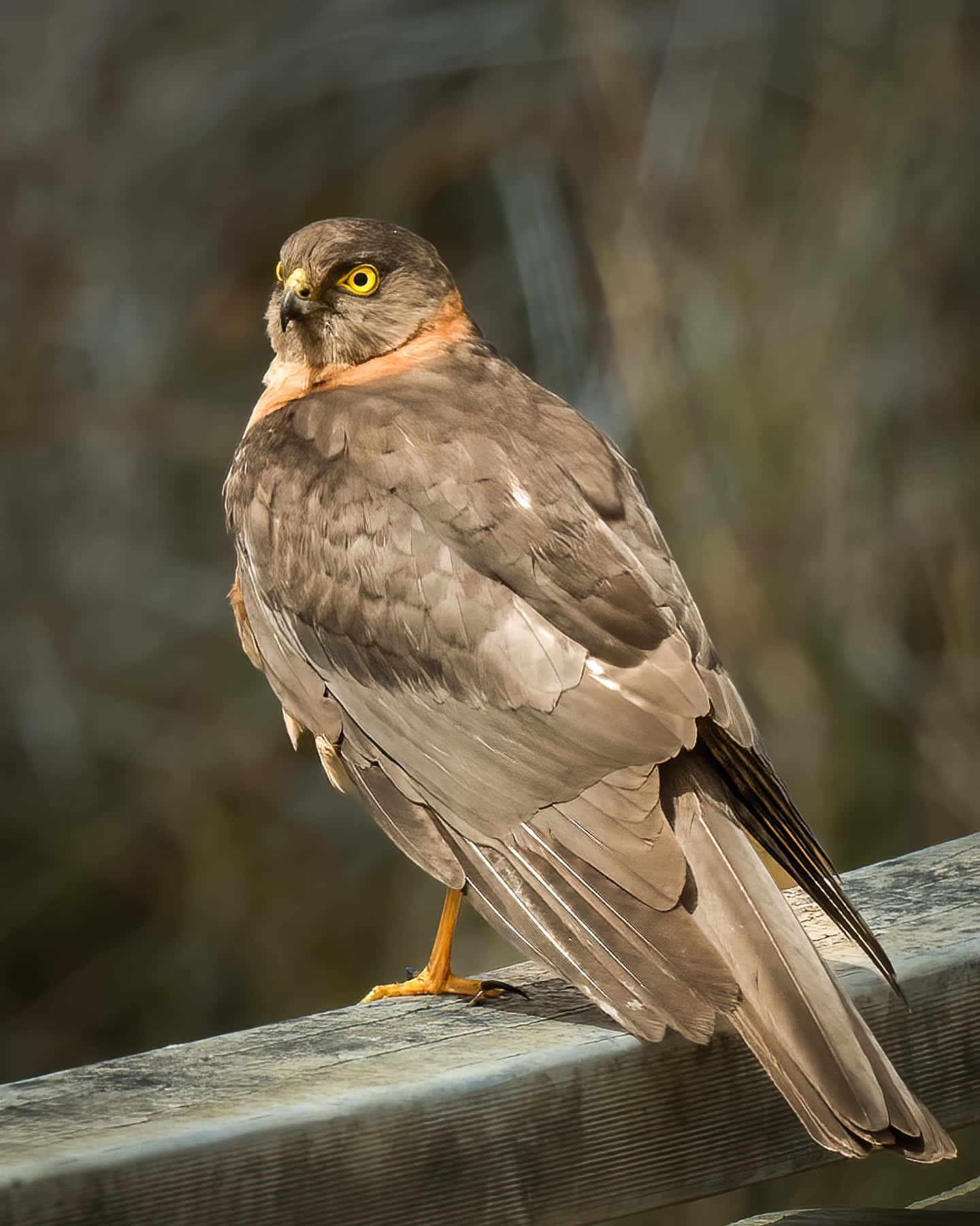 A close-up shot of a majestic Sparrow Hawk