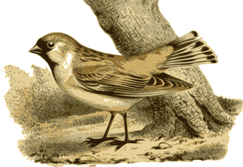 Sparrow Illustration Artwork PNG